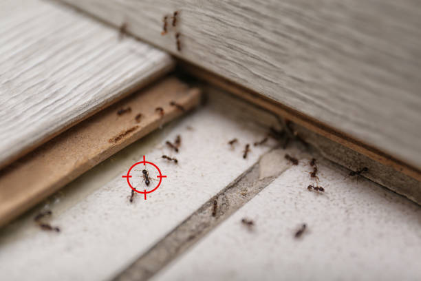 Best Spider Control Near Me  in Bardonia, NY