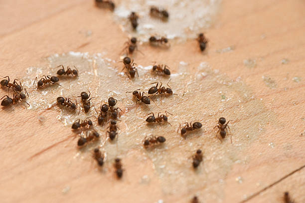 Best Pest Inspection Near Me  in Bardonia, NY